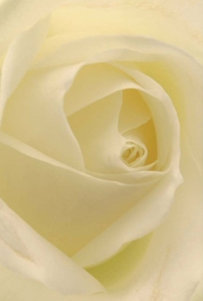 To gaze upon this white rose from Abbey Wood Florist is to be drawn deeply into its serene, intricate layers, much like the winding paths through Lesnes Abbey Woods. Each petal unfurls with a soft blend of white and cream, the subtle interplay of colour and shadow lending a peaceful, sophisticated air reminiscent of tranquil mornings in this corner of Southeast London. The core of the rose is a marvel of symmetry and purity, spiraling perfectly with an air of quiet resilience. Crafted as a heartfelt offering, this rose becomes a fitting centrepiece for tender apologies, meaningful celebrations, or defining moments such as wedding ceremonies held close to Abbey Wood's historic heart. The shift of light within the petals imparts an inner glow, a suggestion of hope and renewal that echoes the enduring spirit of the local landscape. With every breath, one can almost imagine the calming, clean fragrance mingling with the fresh air from nearby woodlands. More than just a blossom, this composition reflects the compassionate expertise of Abbey Wood's florists, connecting emotions, occasions, and neighbourhood stories through the beauty of every petal.