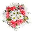 This hand-crafted bouquet from the heart of Abbey Wood captures the refreshing optimism of spring with an artfully arranged medley of blooms. Joyful white daisies, each with a lime-green centre, stand as the bouquet's radiant focal points, welcoming the gaze much like sunlight dappling the paths of Lesnes Abbey parklands nearby. Around them, coral-pink carnations gather with plush, ruffled elegance, lending a plush, inviting texture and glowing warmth. Interspersed delicate baby's breath blooms breathe a soft cloudlike fullness into the composition, while slender buds-perhaps alstroemeria-peek out, their blush and lavender markings promising the unfolding of new petals in days to come. The greenery-varied eucalyptus and rich, velvety foliage-offers a calming visual support and underscores the bouquet's vibrant hues, bringing the freshness of Abbey Wood's green spaces indoors. This arrangement emanates a gentle sense of joy and heartfelt celebration, making it perfect for birthdays, thank-you notes, or for simply lighting up a living room or bedside in the Abbey Wood area. Every detail reflects a local florist's care, artistry, and connection to their community.